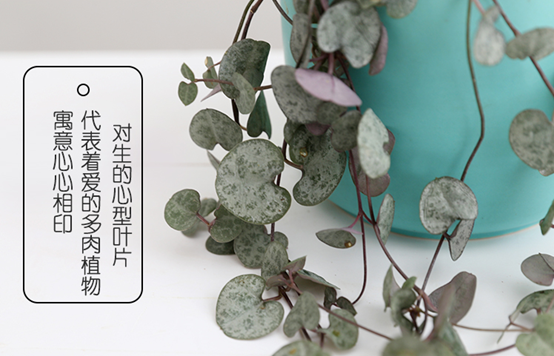爱之蔓怎么浇水,爱之蔓如何重新移栽? 爱之蔓怎么浇水,爱之蔓如何重新移栽?