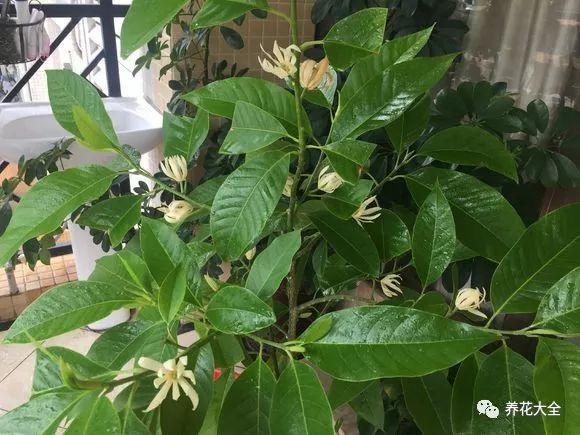 白兰花什么时候开花，地栽白兰花过冬?