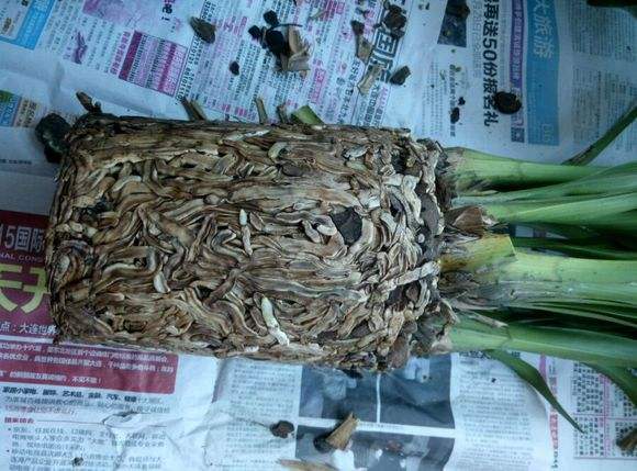 大花蕙兰如何换盆，怎么分株，大花蕙兰几月份换盆?