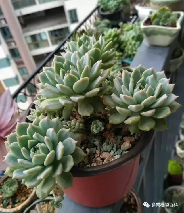 碧玉莲如何度夏,碧玉莲叶子瘪了怎么办? 碧玉莲如何度夏,碧玉莲叶子瘪了怎么办?