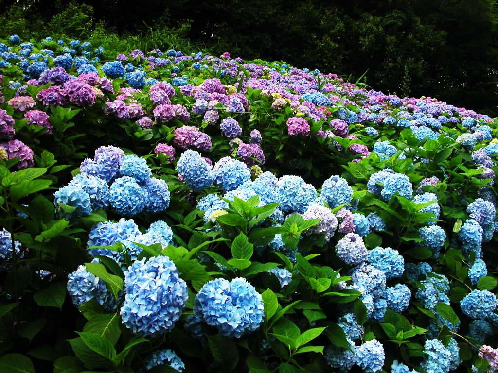 八仙花怎么不开花,八仙花图片? 八仙花怎么不开花,八仙花图片?