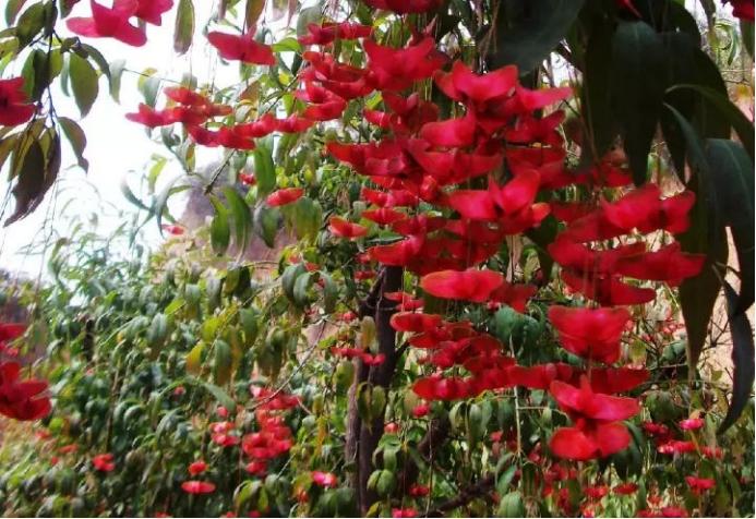 百合没有阳光能开花吗,花期需要晒太阳吗,什么花常年开花又耐阴? 百合没有阳光能开花吗,花期需要晒太阳吗,什么花常年开花又耐阴?