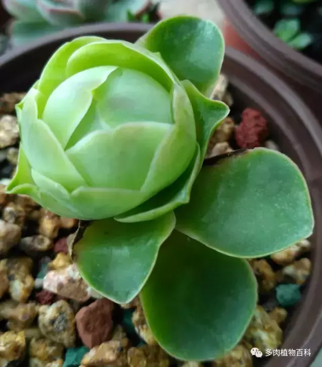 碧玉莲如何度夏,碧玉莲叶子瘪了怎么办? 碧玉莲如何度夏,碧玉莲叶子瘪了怎么办?