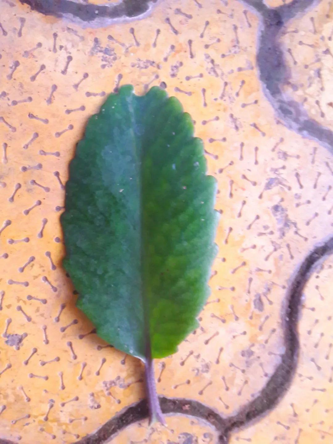 落地生根怎么养才能开花,长寿花怎么养才能爆盆? 落地生根怎么养才能开花,长寿花怎么养才能爆盆?