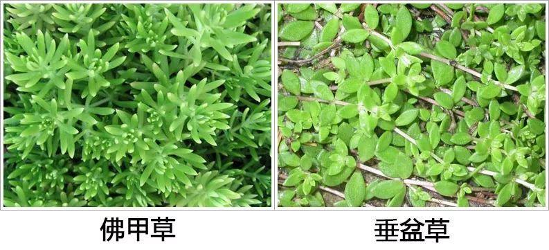 薄雪万年草怎么过冬,薄雪万年草和佛甲草区别? 薄雪万年草怎么过冬,薄雪万年草和佛甲草区别?