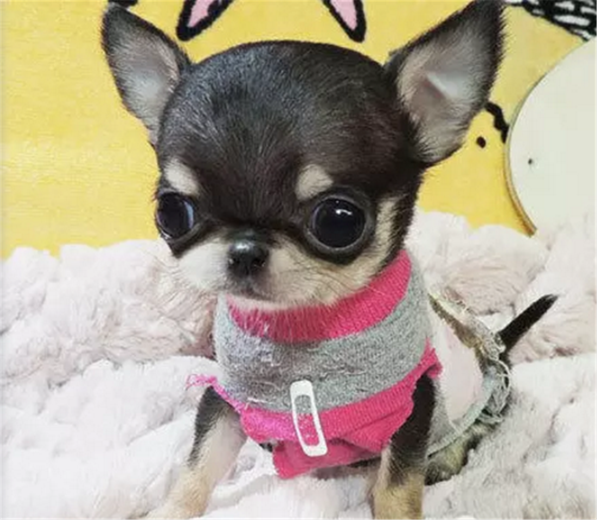 怎样挑选吉娃娃幼犬(小型犬吉娃娃的品种及价格)