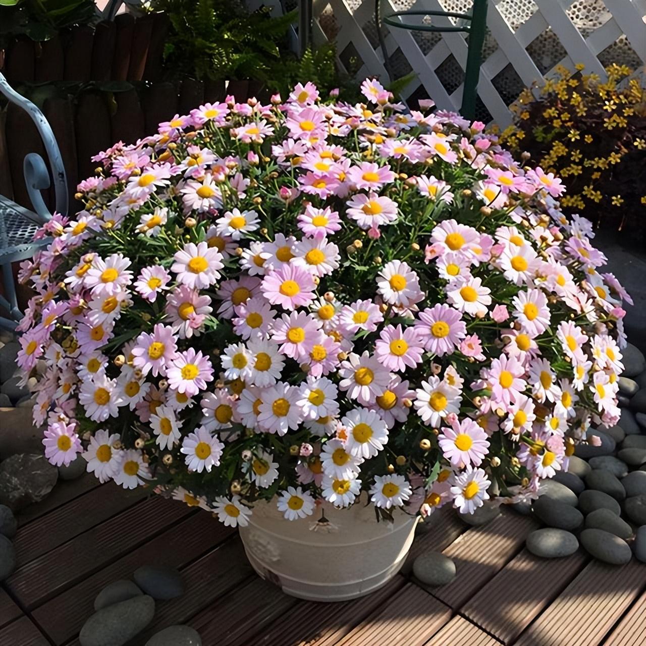 百万小铃什么时候开花，小木槿要多大花盆栽?