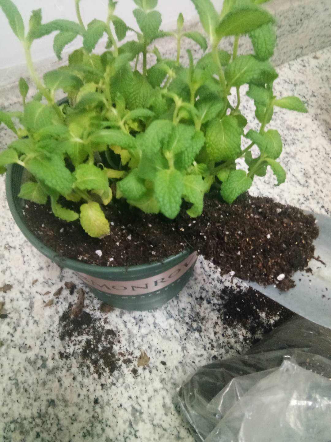 薄荷播种方法和时间，薄荷可以一年四季种吗，薄荷四季常青吗?