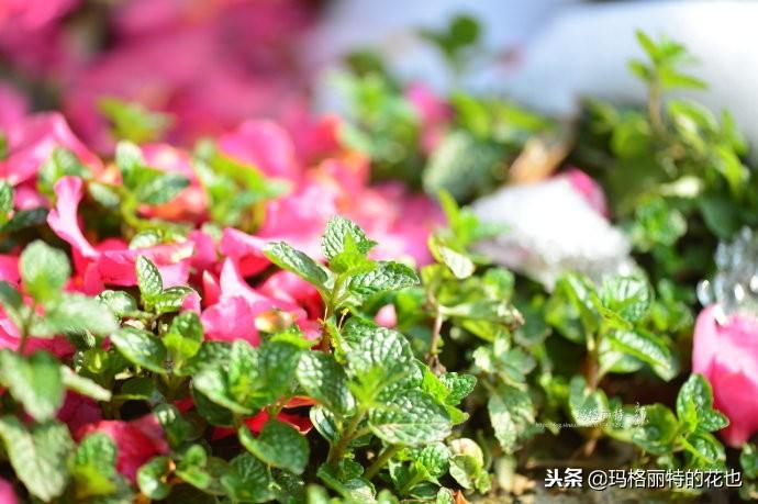 如何使茶梅在圣诞开花，茶梅开白花怎么办?