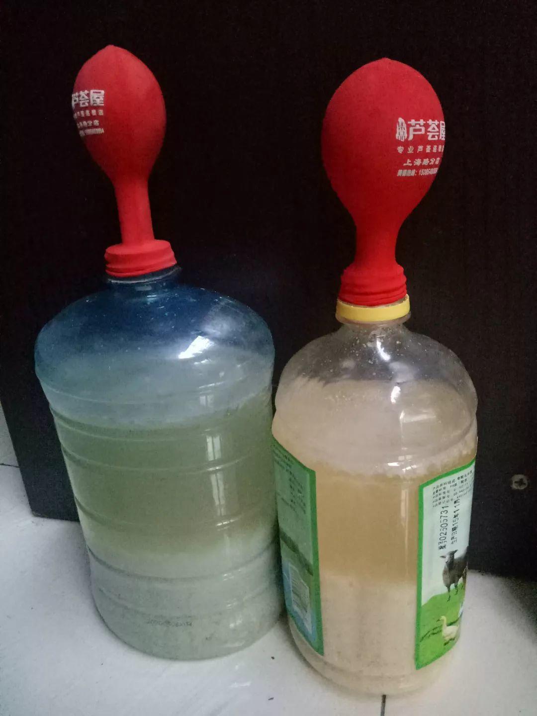长寿花花谢后如何修剪,怎么处理,杜鹃花花谢后怎样修剪? 长寿花花谢后如何修剪,怎么处理,杜鹃花花谢后怎样修剪?