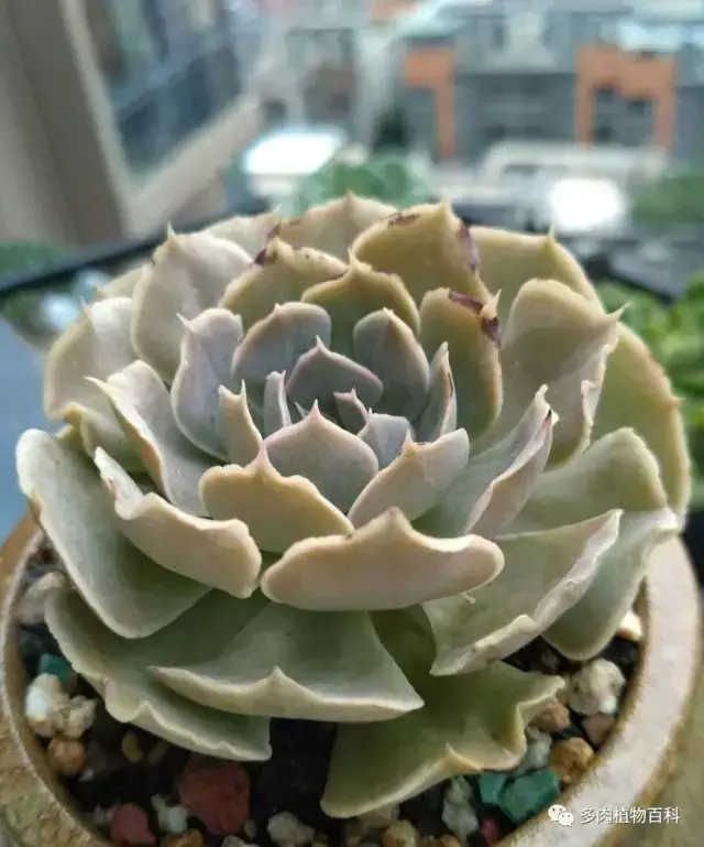 碧玉莲如何度夏,碧玉莲叶子瘪了怎么办? 碧玉莲如何度夏,碧玉莲叶子瘪了怎么办?