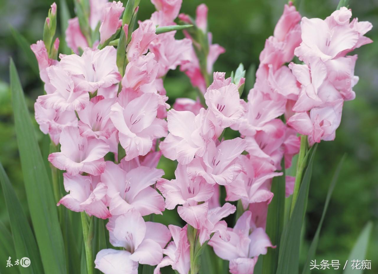 唐菖蒲什么时候开花,唐菖蒲一年开几次花? 唐菖蒲什么时候开花,唐菖蒲一年开几次花?
