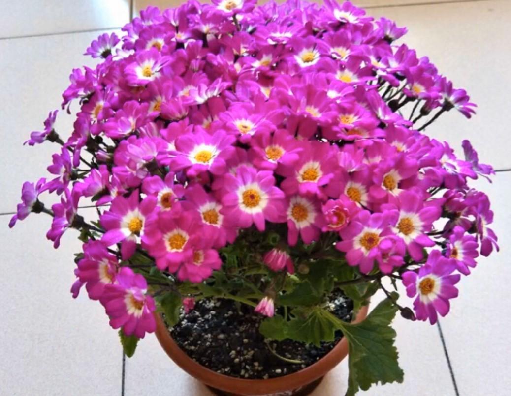 瓜叶菊什么时候开花，瓜叶菊一年能开几次花?