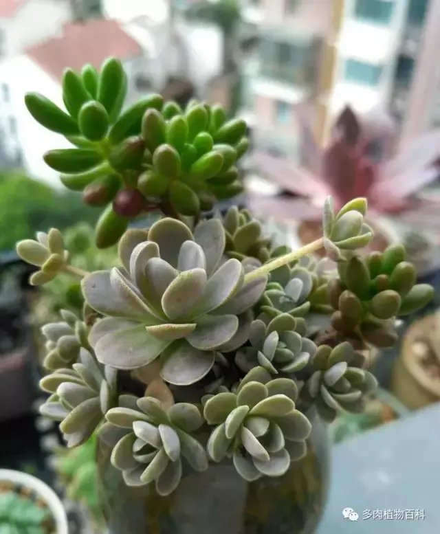 碧玉莲如何度夏,碧玉莲叶子瘪了怎么办? 碧玉莲如何度夏,碧玉莲叶子瘪了怎么办?