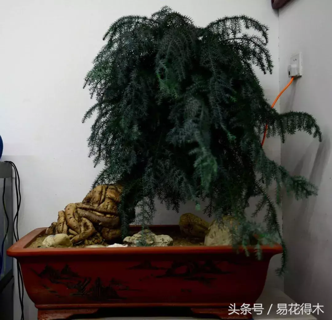 澳洲杉盆景怎么修剪，澳洲杉什么时候修剪?