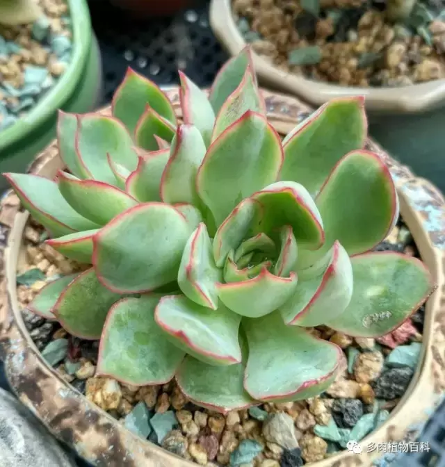 碧玉莲如何度夏,碧玉莲叶子瘪了怎么办? 碧玉莲如何度夏,碧玉莲叶子瘪了怎么办?