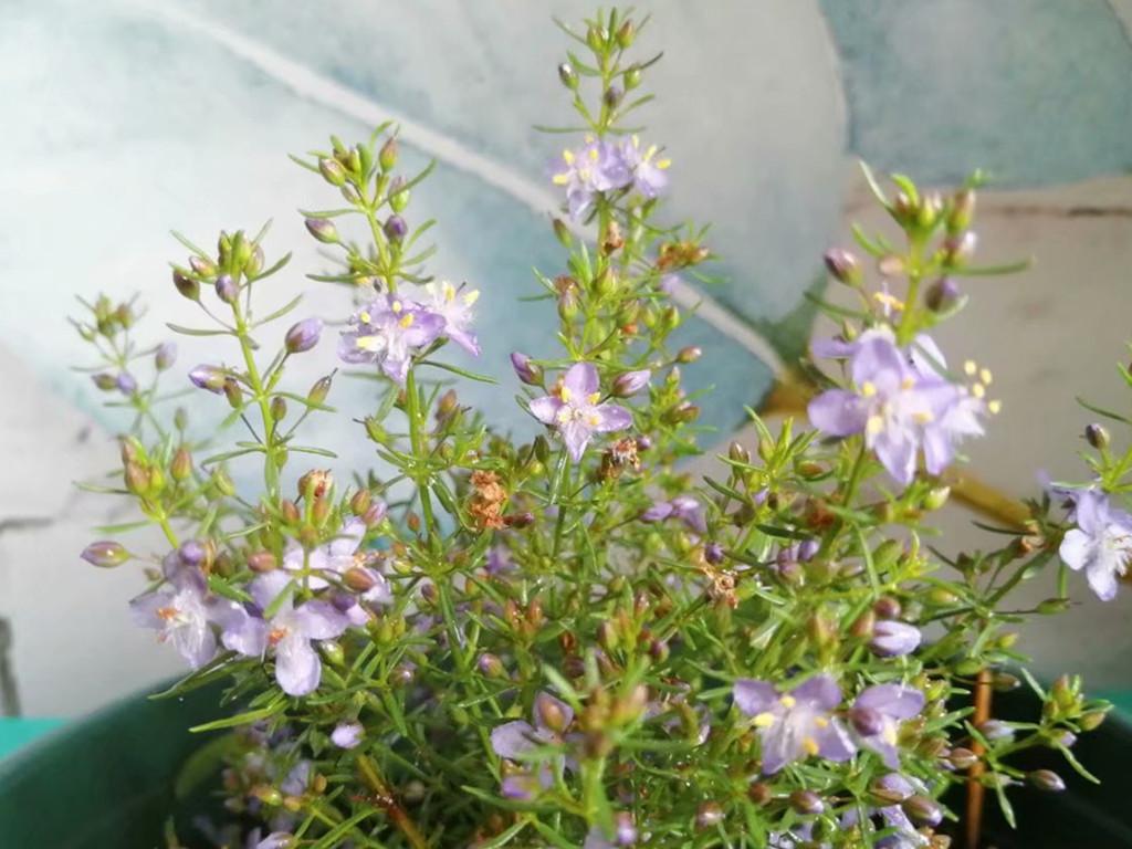 地肤开花吗,常年爆盆的花? 地肤开花吗,常年爆盆的花?