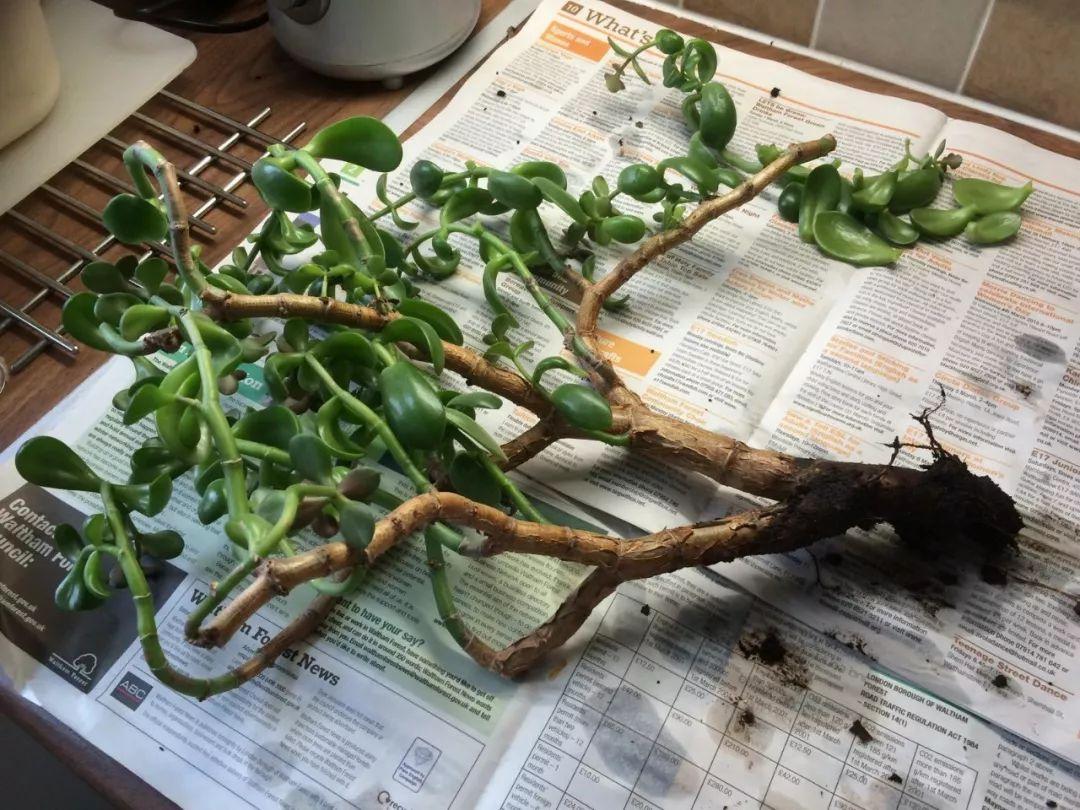 不夜城的分株繁殖,蝴蝶兰是怎么繁殖的? 不夜城的分株繁殖,蝴蝶兰是怎么繁殖的?