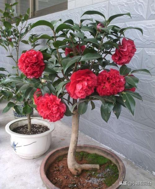茶花浇水的正确方法,茶花浇水多了怎么补救,茶花的浇水技巧? 茶花浇水的正确方法,茶花浇水多了怎么补救,茶花的浇水技巧?
