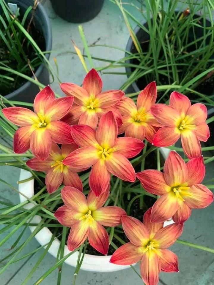 葱兰什么时候开花，葱兰和韭兰的区别?