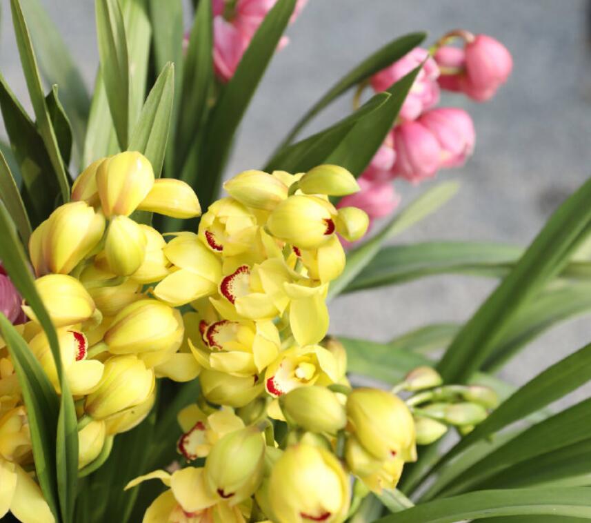 大花蕙兰花期怎么养，开花时能施肥吗，大花蕙兰施肥方法?
