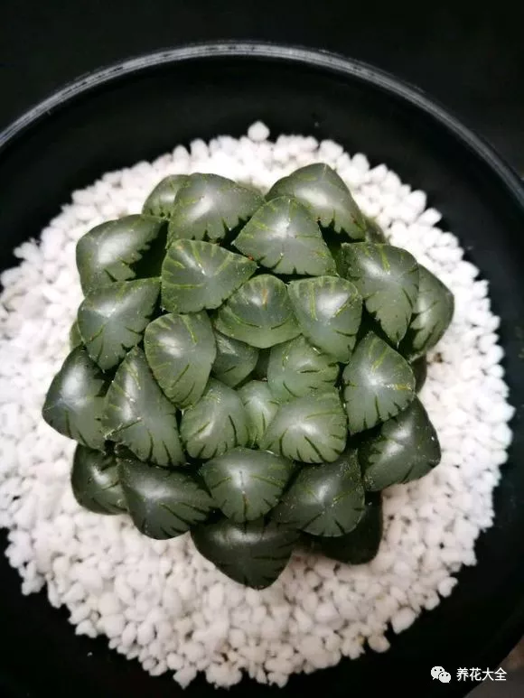 冰灯玉露怎么繁殖,冰灯玉露怎么爆盆? 冰灯玉露怎么繁殖,冰灯玉露怎么爆盆?