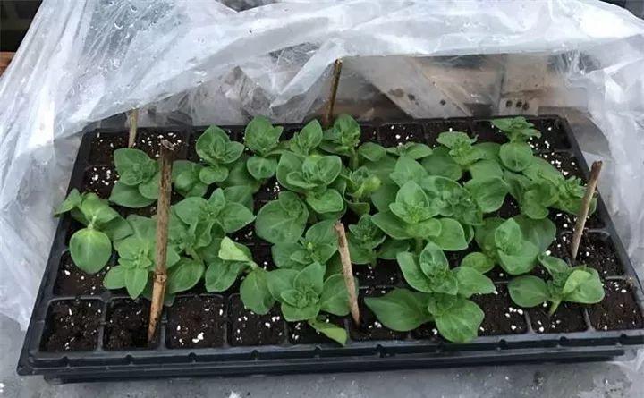 矮牵牛在什么季节开花,矮牵牛开花后要打顶吗? 矮牵牛在什么季节开花,矮牵牛开花后要打顶吗?
