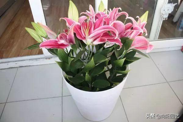 百合种球怎么浇水,百合可以水养吗,百合种球可不可以种在水里? 百合种球怎么浇水,百合可以水养吗,百合种球可不可以种在水里?