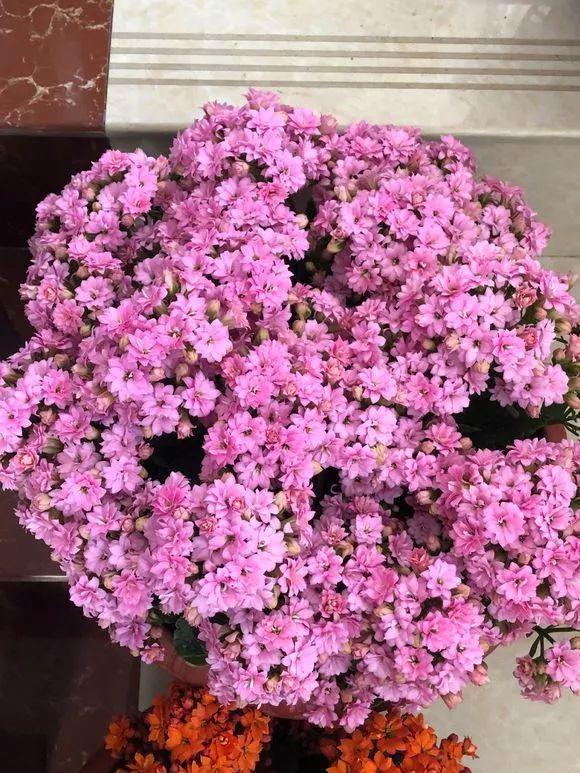 长寿花花谢后如何修剪,怎么处理,杜鹃花花谢后怎样修剪? 长寿花花谢后如何修剪,怎么处理,杜鹃花花谢后怎样修剪?