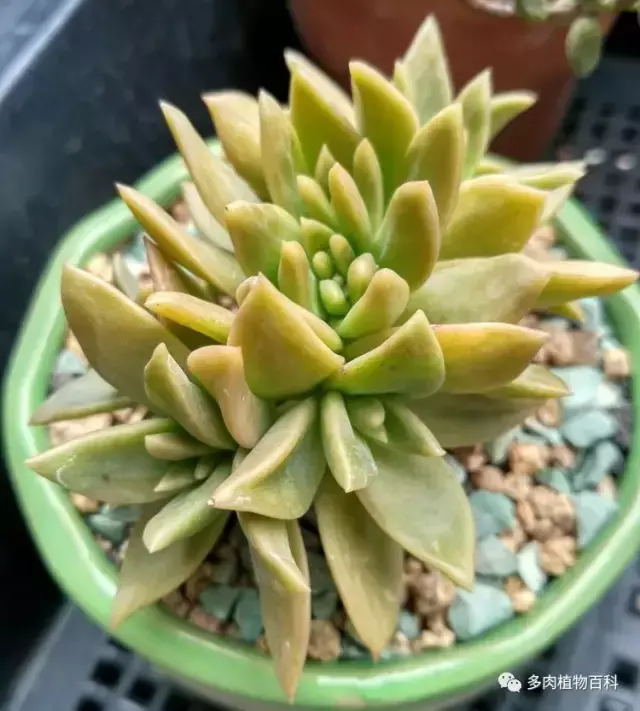 碧玉莲如何度夏,碧玉莲叶子瘪了怎么办? 碧玉莲如何度夏,碧玉莲叶子瘪了怎么办?
