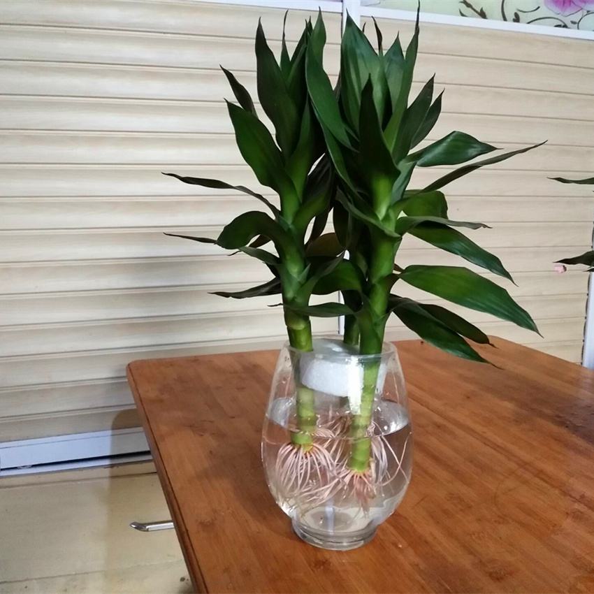 水养富贵竹怎么过冬天，富贵竹过冬干枯怎么救，如何水养富贵竹?