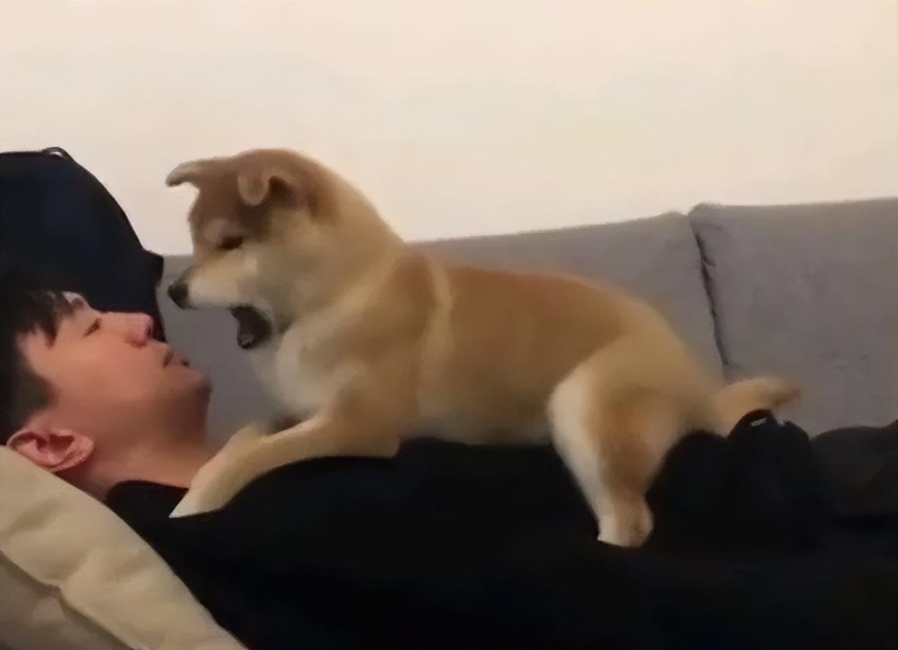 狗狗讨厌主人的表现有哪些(狗狗为什么讨厌主人) 狗狗讨厌主人的表现有哪些(狗狗为什么讨厌主人)