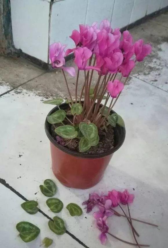 长寿花花谢后如何修剪,怎么处理,杜鹃花花谢后怎样修剪? 长寿花花谢后如何修剪,怎么处理,杜鹃花花谢后怎样修剪?