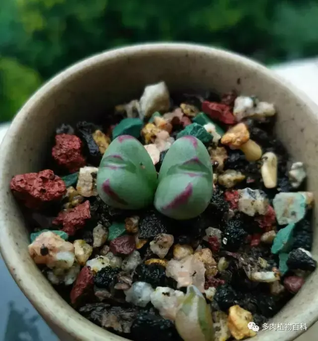 碧玉莲如何度夏,碧玉莲叶子瘪了怎么办? 碧玉莲如何度夏,碧玉莲叶子瘪了怎么办?