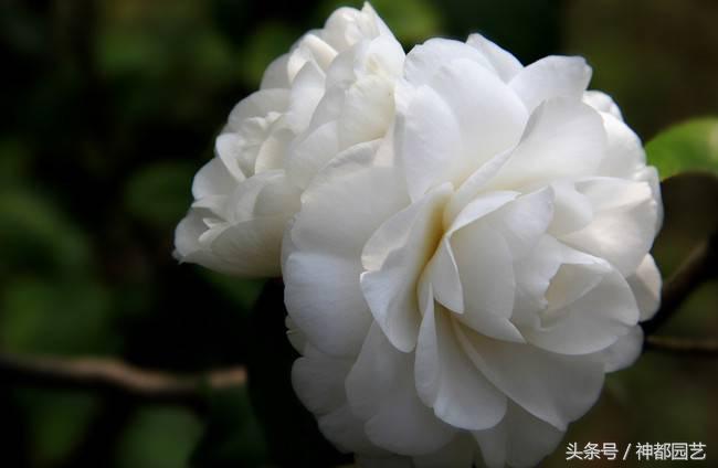 如何使茶梅在元旦开花，茶梅开白花怎么办?