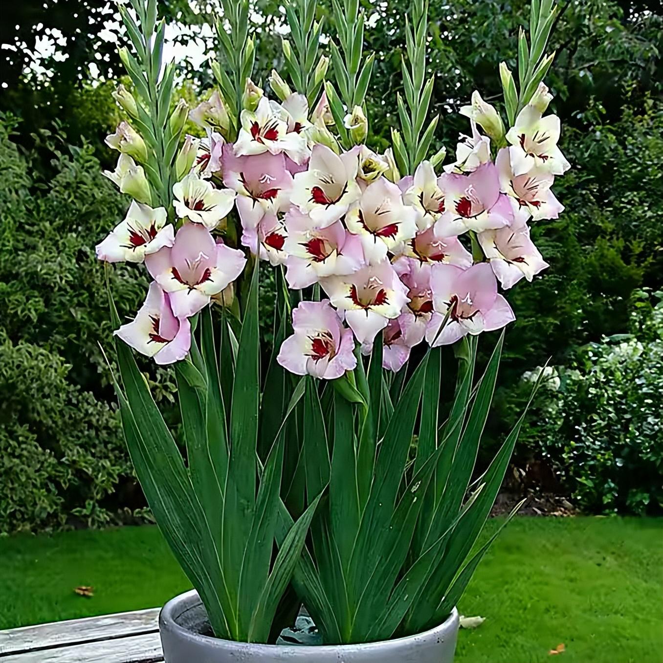 唐菖蒲(剑兰)怎么施肥,水养剑兰是否要剥掉叶子? 唐菖蒲(剑兰)怎么施肥,水养剑兰是否要剥掉叶子?
