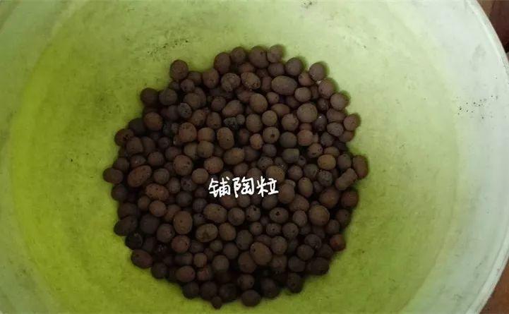 矮牵牛在什么季节开花,矮牵牛开花后要打顶吗? 矮牵牛在什么季节开花,矮牵牛开花后要打顶吗?