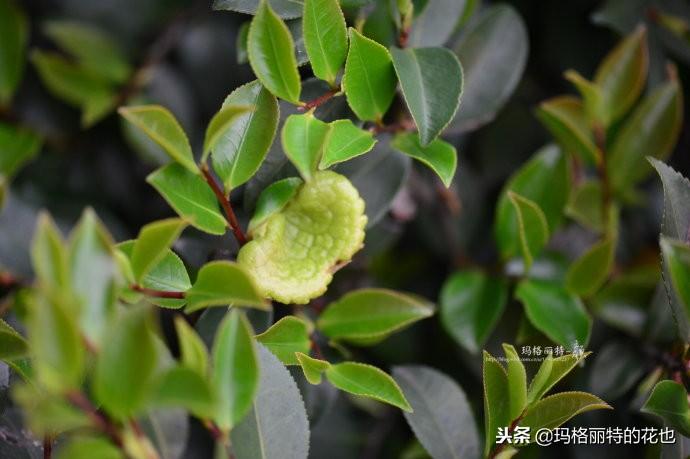 如何使茶梅在圣诞开花，茶梅开白花怎么办?