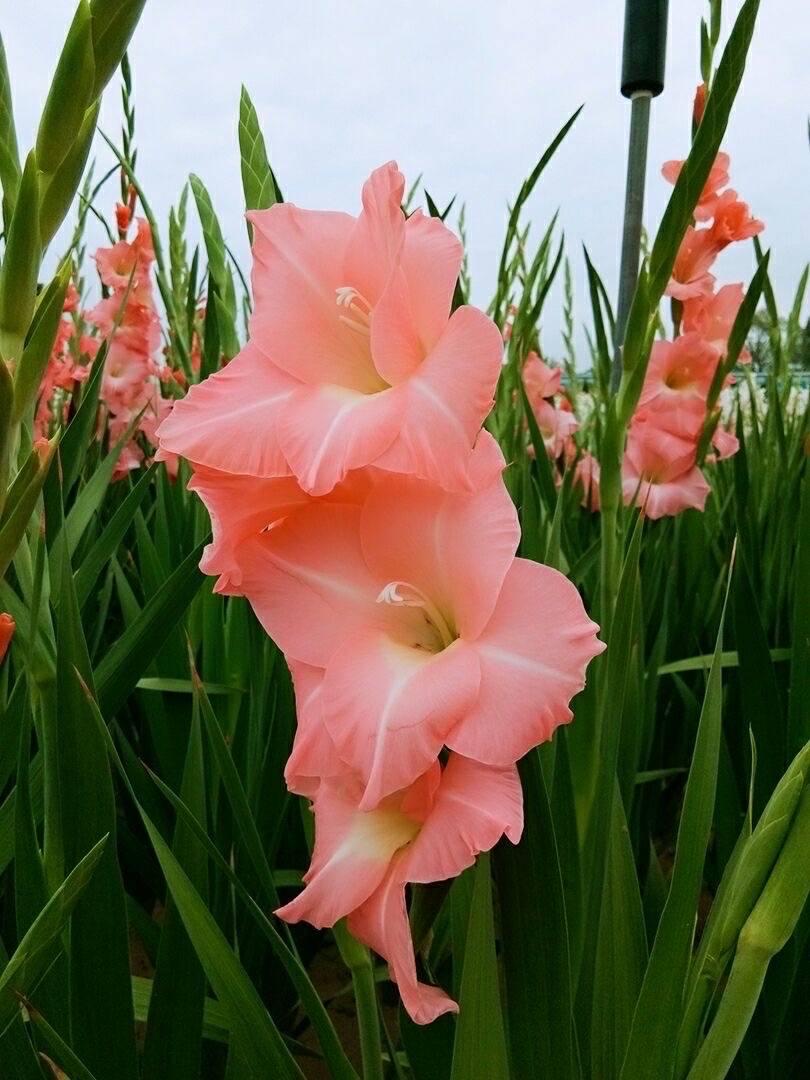 唐菖蒲(剑兰)怎么施肥,水养剑兰是否要剥掉叶子? 唐菖蒲(剑兰)怎么施肥,水养剑兰是否要剥掉叶子?