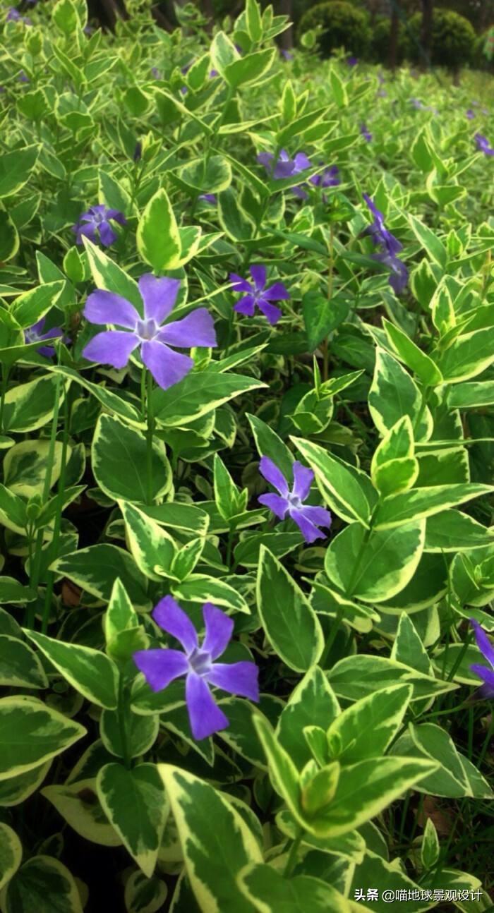 长春蔓开花吗，长春蔓和常春藤一样吗?