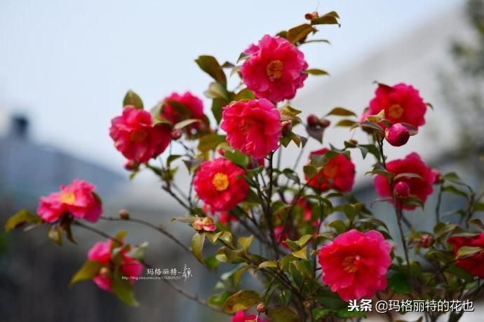 如何使茶梅在圣诞开花，茶梅开白花怎么办?