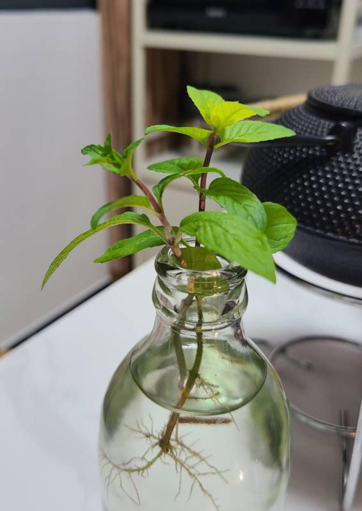 薄荷施什么肥，薄荷施肥时的两大注意，盆栽薄荷施什么肥?