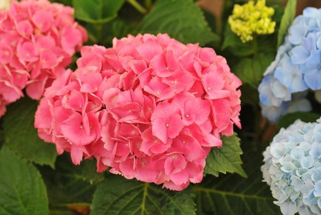 八仙花怎么繁殖,八仙花的养殖方法和注意事项? 八仙花怎么繁殖,八仙花的养殖方法和注意事项?