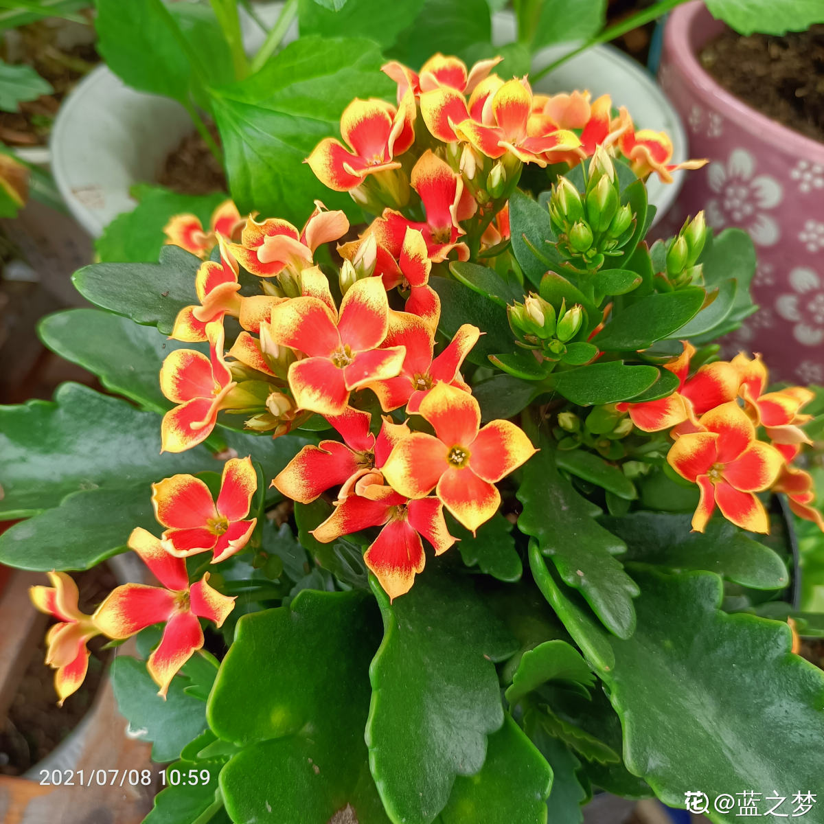 长寿花是草本还是木本,怎样给长寿花施肥,长寿花是草本吗? 长寿花是草本还是木本,怎样给长寿花施肥,长寿花是草本吗?