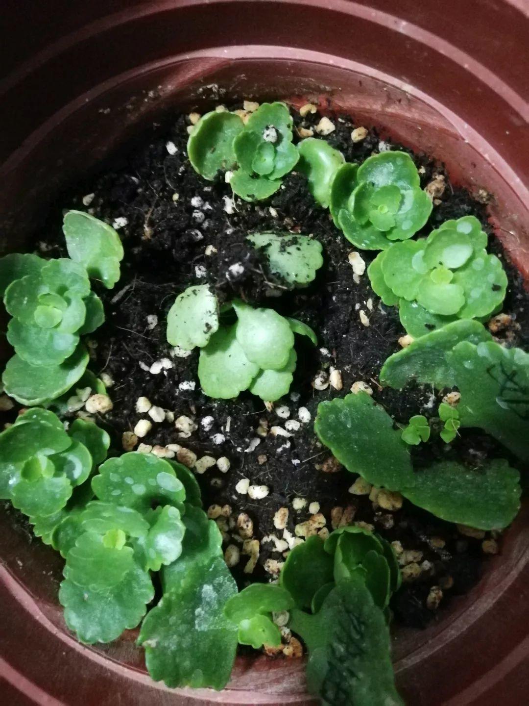 长寿花花谢后如何修剪,怎么处理,杜鹃花花谢后怎样修剪? 长寿花花谢后如何修剪,怎么处理,杜鹃花花谢后怎样修剪?