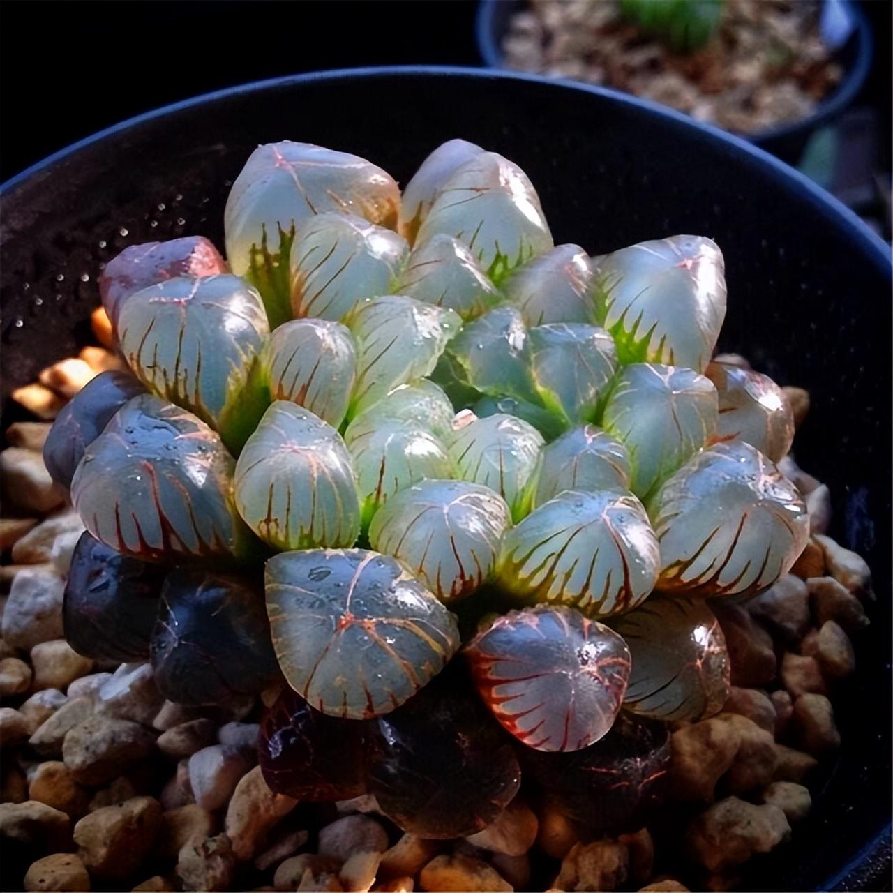 冰灯玉露开花什么颜色,冰灯玉露怎么爆盆? 冰灯玉露开花什么颜色,冰灯玉露怎么爆盆?