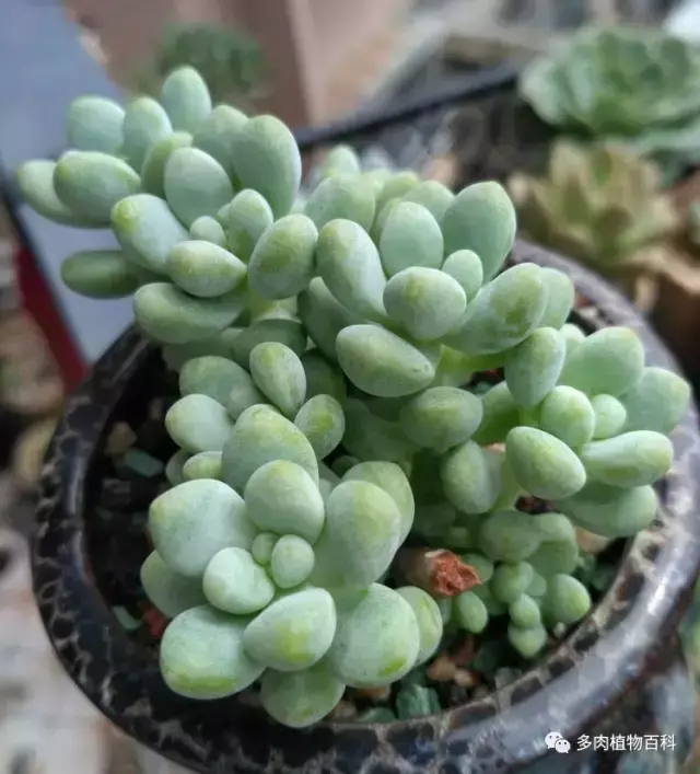 碧玉莲如何度夏,碧玉莲叶子瘪了怎么办? 碧玉莲如何度夏,碧玉莲叶子瘪了怎么办?