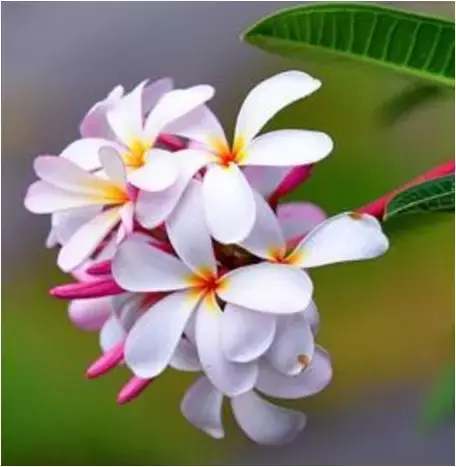 地涌金莲怎么分株，怎么移栽，栀子花几月份移栽?