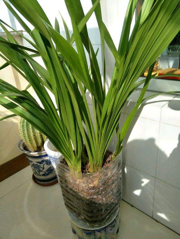 大花蕙兰如何换盆，怎么分株，大花蕙兰几月份换盆?