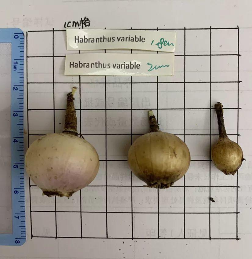 葱兰什么时候开花，葱兰和韭兰的区别?